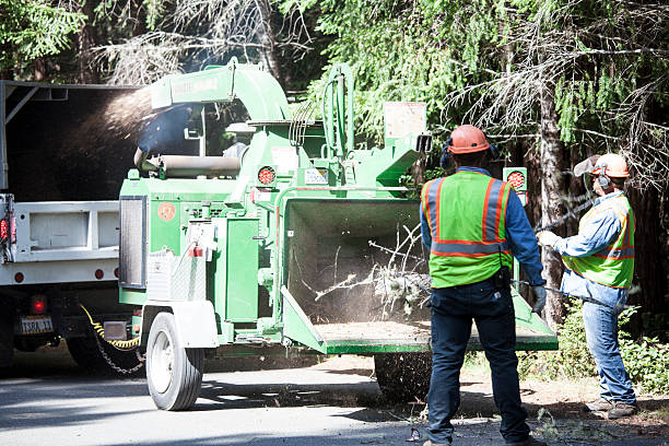 Best Arborist Consultation Services  in Bon Air, VA